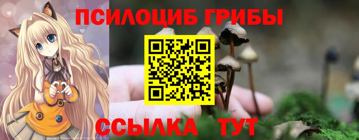 Псилоцибиновые грибы Psilocybe Югорск